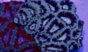 Acan Lord 3