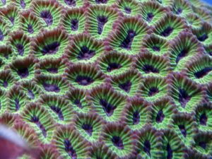 Brain Coral Favites