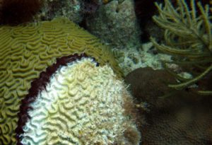 coral black band disease