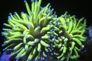 Aussie Gold Torch Coral