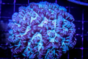 wilsoni coral