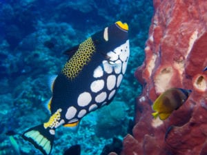 Clown Triggerfish, Not Reef Safe