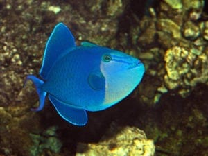 niger triggerfish