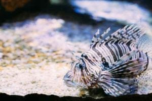 volitan lionfish
