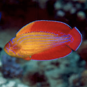 Eight Line Flasher Wrasse