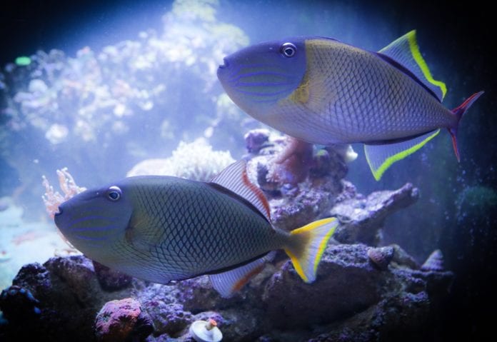 Crosshatch Triggerfish pair