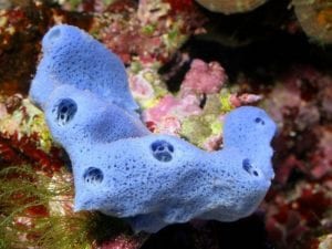 Reef tank hitchhiker: Blue Sponge