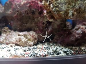 Reef tank hitchhiker: Brittle Starfish