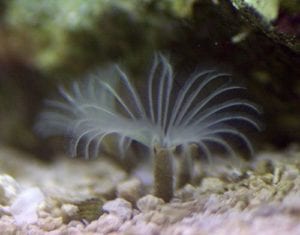 Reef tank hitchhiker: Feather Duster