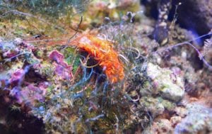 Reef Tank Hitchhiker: Spaghetti Worm 