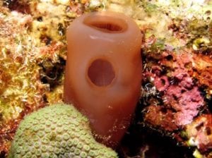 reef tank hitchhiker: Tunicate