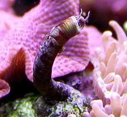 Reef tank hitchhiker: Vermetid Snail