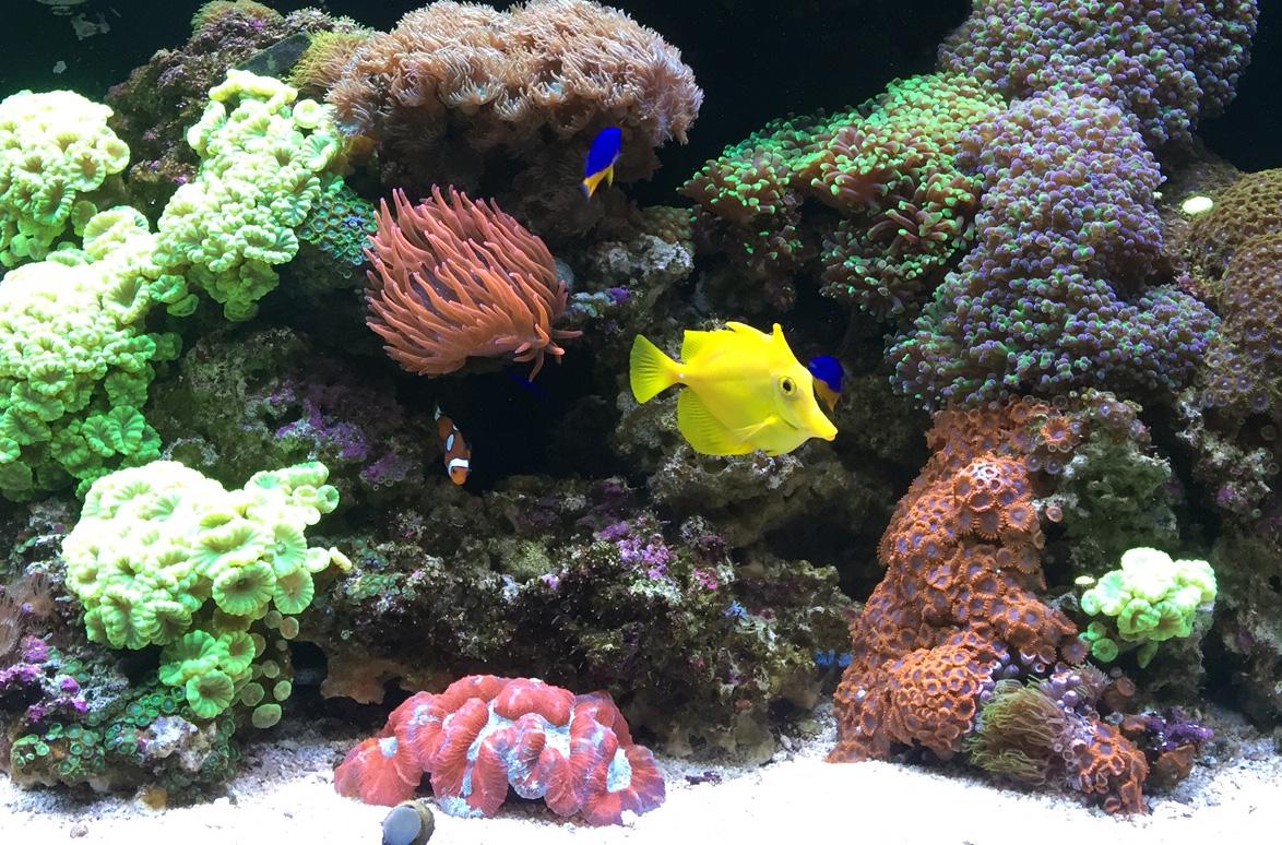 Here is a photo of my 65 gallon reef tank. It's about 7 or 8 years old and runs like a dreams!
